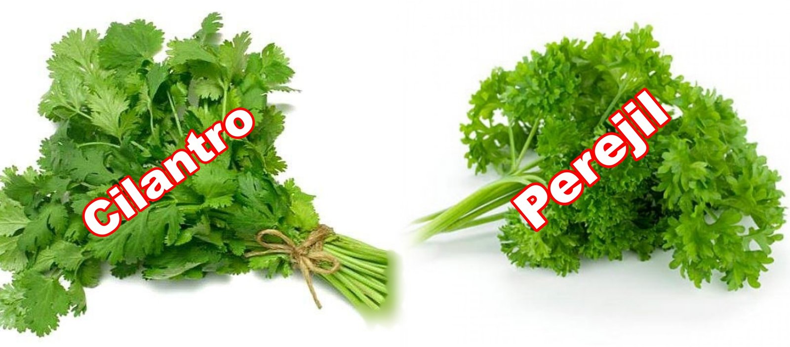 cilantro y perejil