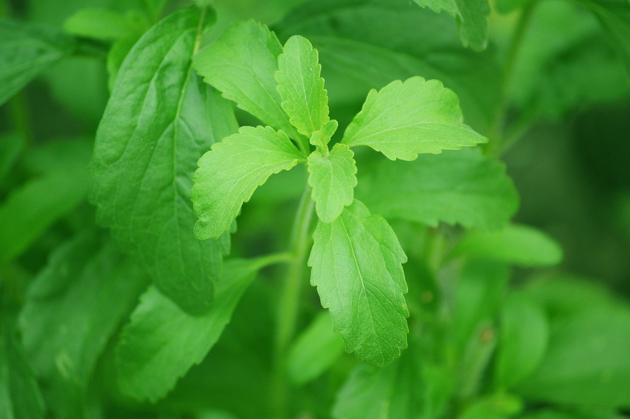 Stevia endulzador natural